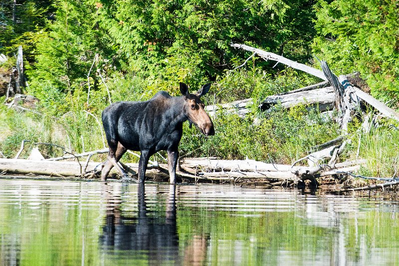 20150717_081412 D4S.jpg - On Lucky Pond w Moose